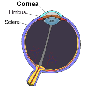 Cornea Diagram