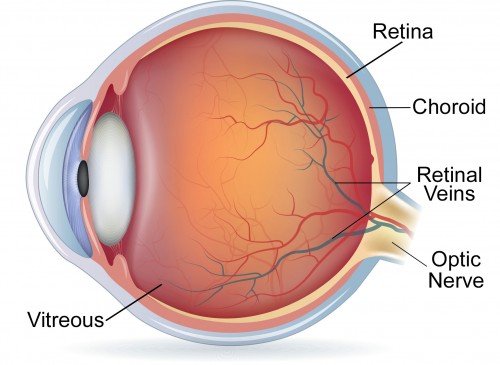 Retina Diagram