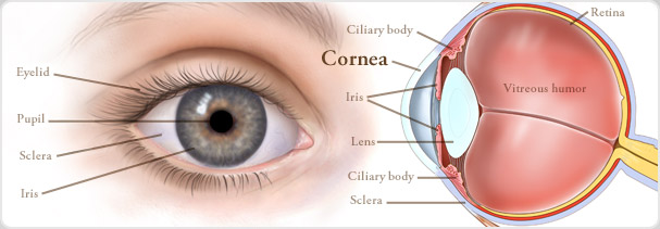 picture of the anatomy of an eyeball.